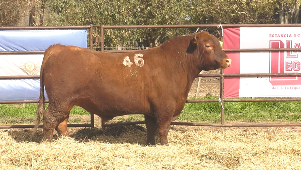 Lote TOROS ANGUS COLORADOS PC