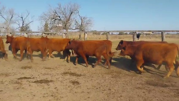 Lote 31 Vaquillonas preñadas