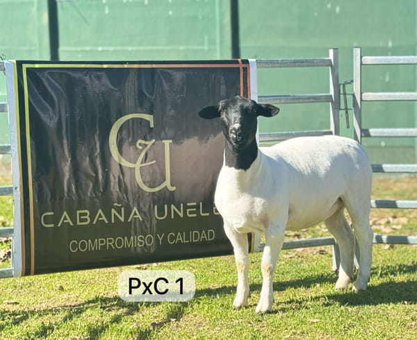 Lote DORPER PxC