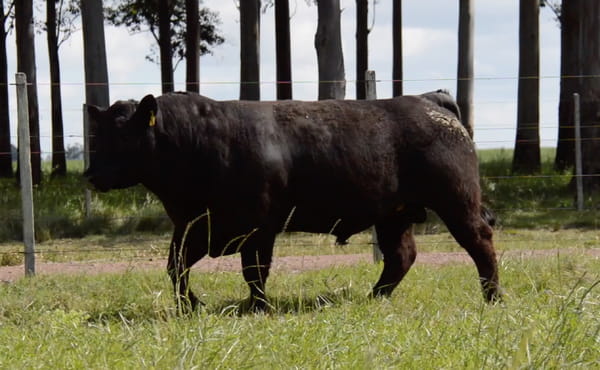Lote ABERDEEN ANGUS PEDREGREE