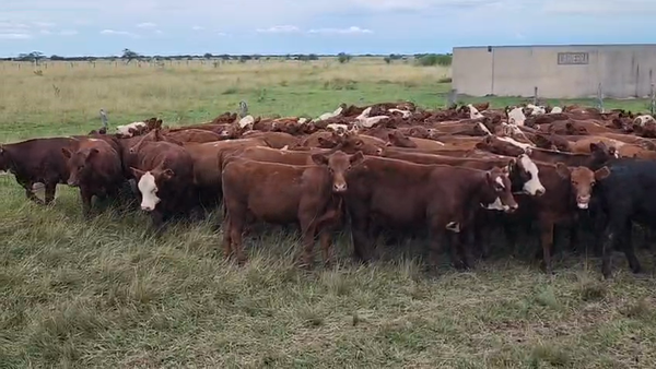 Lote 240 Terneras
