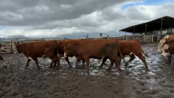 Lote 40 Novillo Engorda en Coyhaique, XI Región Aysén