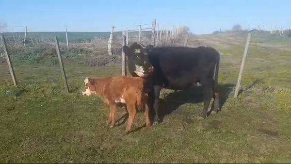 Lote (Vendido)2 Piezas de cría en VIBORAS Y VACAS