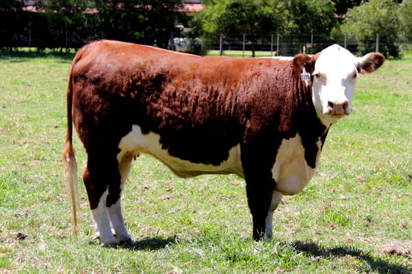 Lote Vaq. PP Preñadas