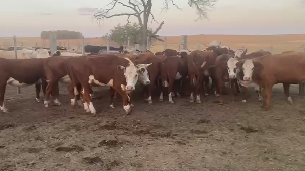 Lote 21 Vaquillonas  Herefrd en San Gregorio