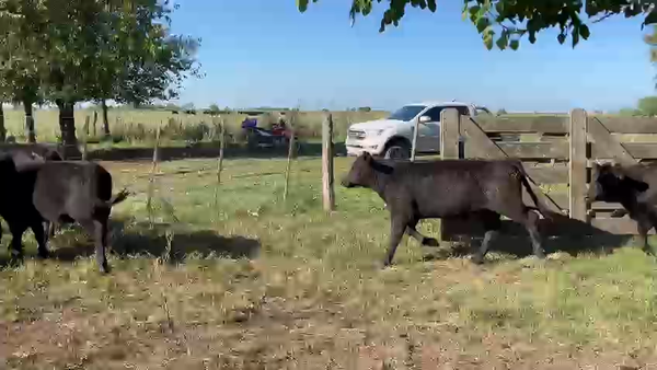 Lote 14 Terneros/as en Cañuelas, Buenos Aires
