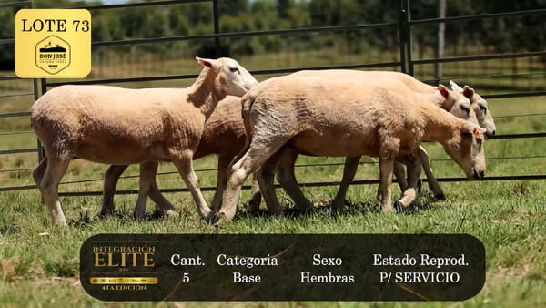 Lote LOTE 73