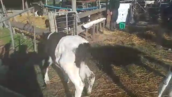 Lote 3 Terneros HOLANDO 110kg - , San José