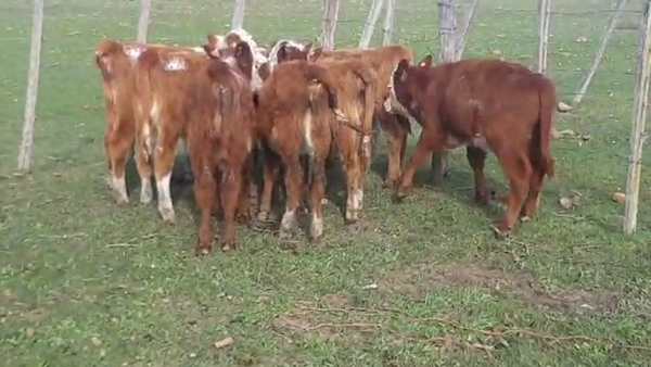 Lote 9 terneros hereford
