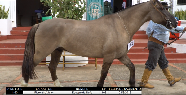 Lote CRIOLLOS EXPO INTERNACIONAL 2022 RP  106 - LOTE 7