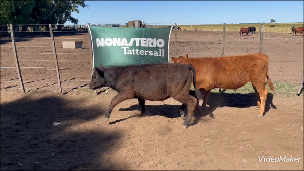 Lote 213 Terneros en A. Gonzales Chaves