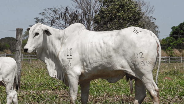 Lote LOTE 70