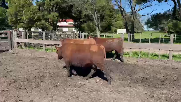 Lote TOROS PUROS CONTROLADOS LA MARGARITA
