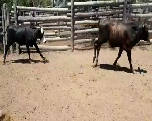 Lote 88 Terneros/as en Fortín Lugones, Formosa