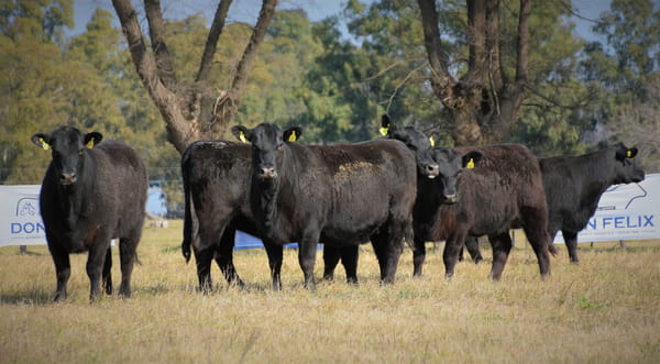Lote "Cabaña ""Don Felix"" Vaquillonas PC"