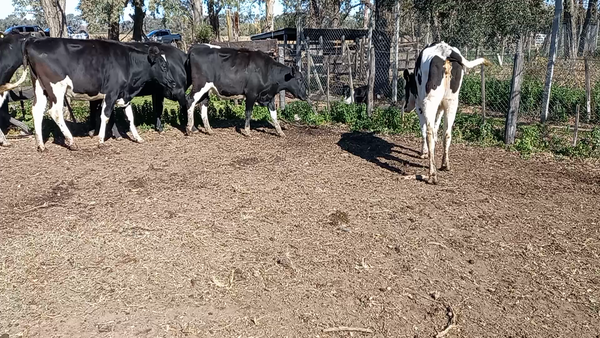 Lote Globalagri Lote 6