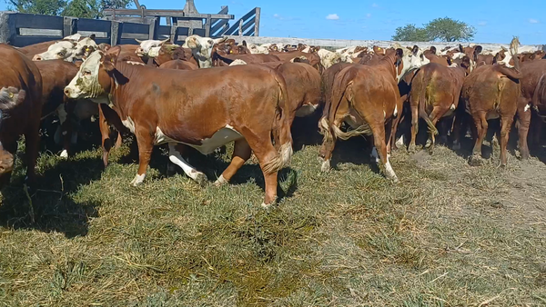 Lote 85 Vaquillonas en Villaguay, Entre Ríos