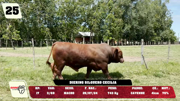 Lote LOTE 25 - DE CAMPO