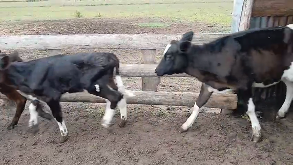 Lote 12 Terneros y Terneras, San José