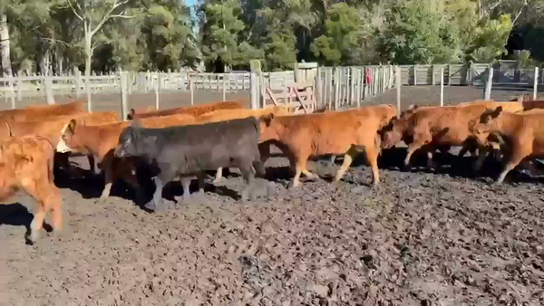 Lote 63 Terneras