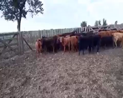 Lote 121 Terneros/as DE 120kg en Benito Juárez, Buenos Aires