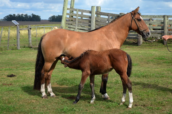 Lote AVISPA DE ZAMORA 9