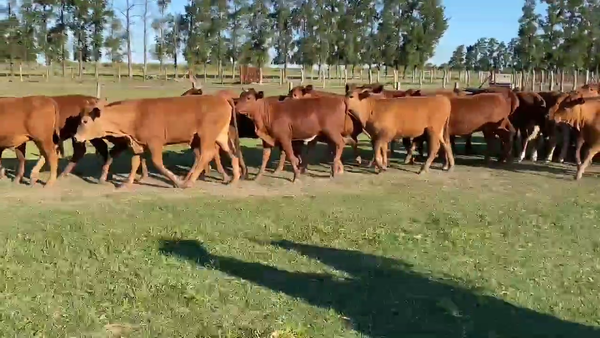Lote 114 Terneras en Corrientes, Perugorría