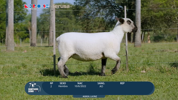 Lote LOTE 35 - CAMPO