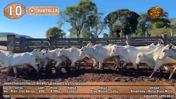 Lote LOTE 10 - POR PANTALLA