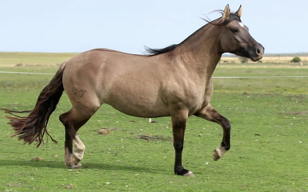 Lote Mulata de La Reserva