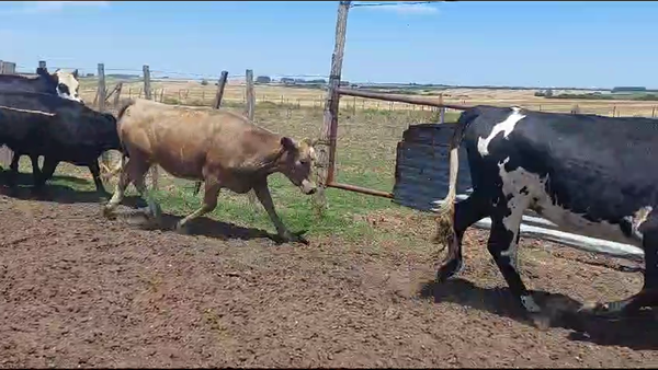 Lote 16 Vaquillonas  Hereford Normando y Cruza en Juan Soler