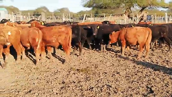 Lote 75 Terneros/as en Entre Ríos, Federal