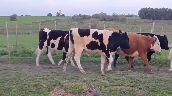 Lote (Vendido)6 Terneros HEREFORD - ANGUS - ANGUS/ HOLANDO 240kg -  en PUNTAS DEL PERDIDO