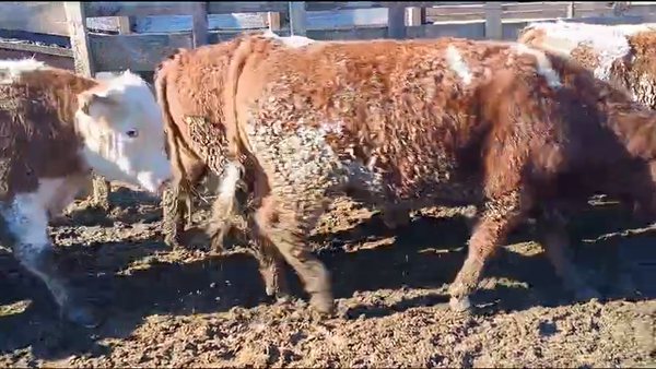 Lote 20 Novillo Gordo en Los Ángeles, VIII Región Biobío