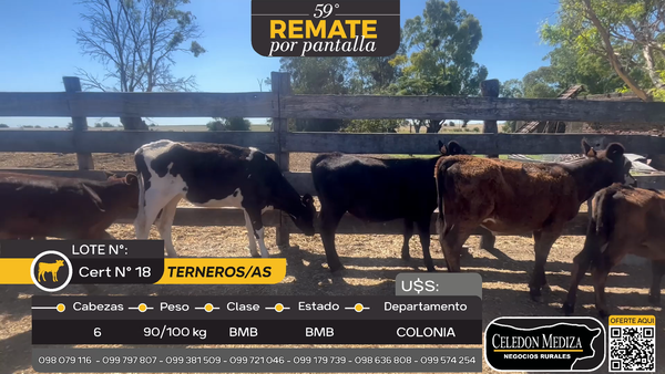 Lote 6 Terneros y Terneras en Colonia Arrube, Colonia