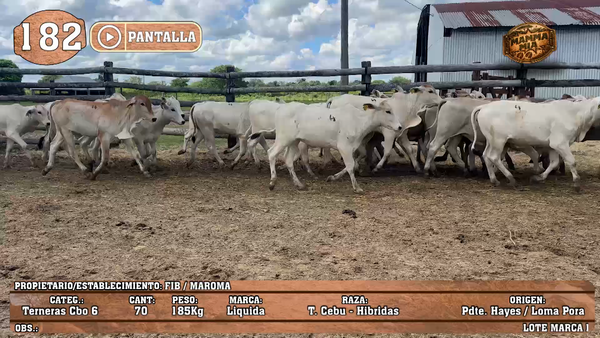 Lote LOTE 182 - PANTALLA