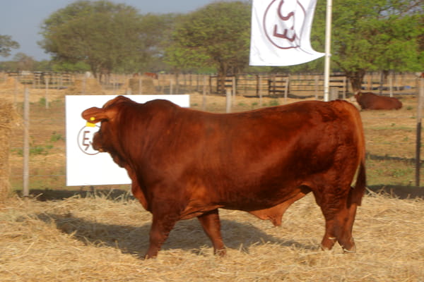 Lote TOROS