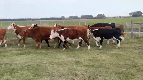 Lote VAQUILLONAS 1 A 2 AÑOS