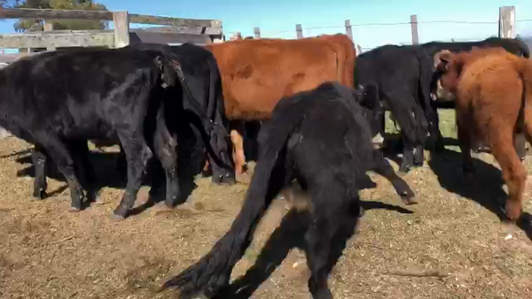 Lote 13 Novillos Angus y Cruza