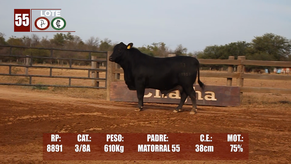 Lote Lote 55