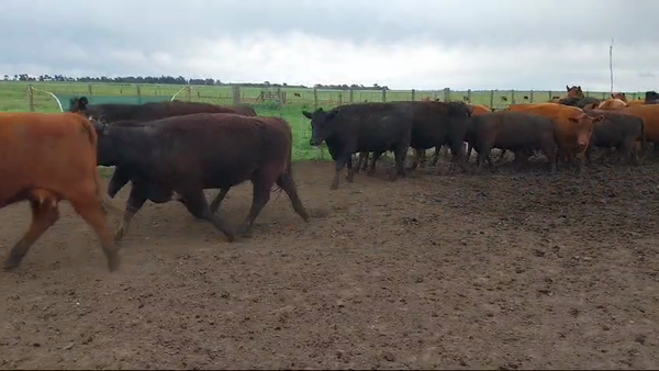 Lote 26 Vacas Nuevas PÑ en Huanguelen