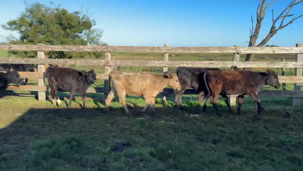 Lote TERNERAS