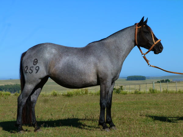 Lote Higuera del Cerro Grande
