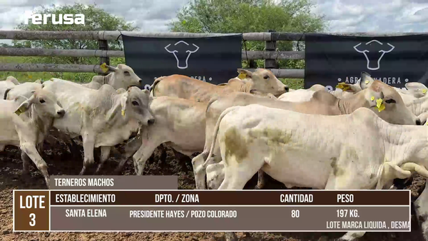 Lote LOTE 3