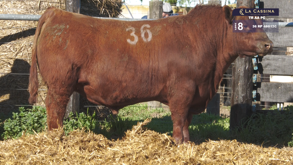 36 40012C — TOROS ANGUS PURO CONTROLADO