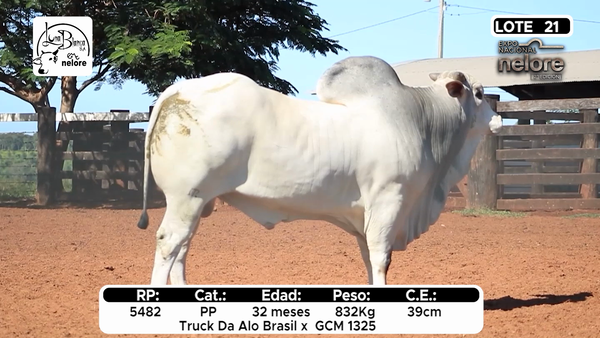 Lote Nacional Nelore Campo - Lote 21