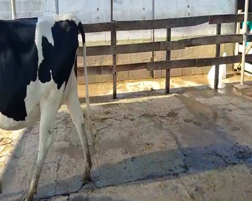 Lote Suc. Nestor Perassi