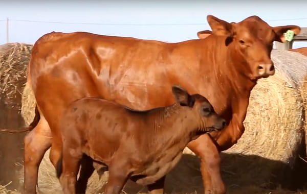 Lote VACAS REGISTRADAS CON CRÍA AL PIE