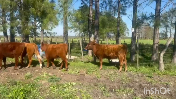 Lote 8 Novillitos y vaquillonas en Corrientes, Curuzú-Cuatiá