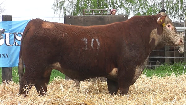 Lote TOROS P. HEREFORD PR